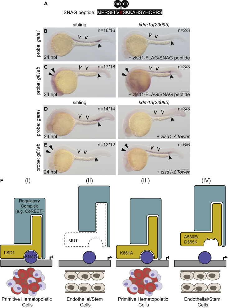 Figure 7