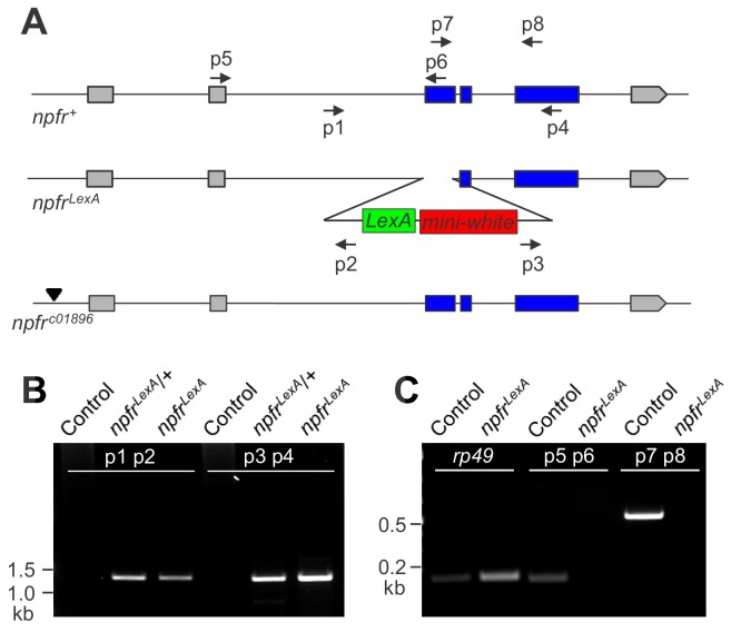 Figure 7—figure supplement 1.