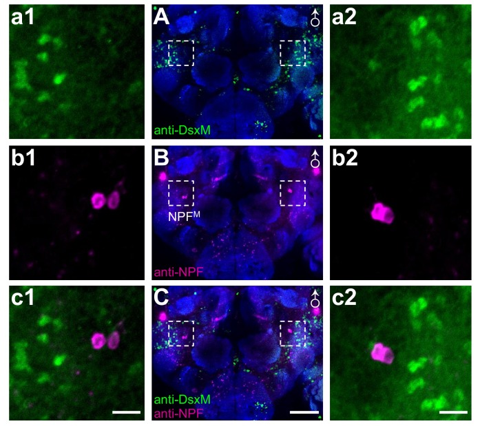 Figure 2—figure supplement 1.