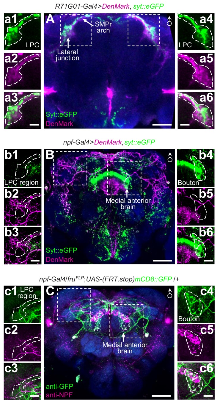 Figure 5—figure supplement 3.