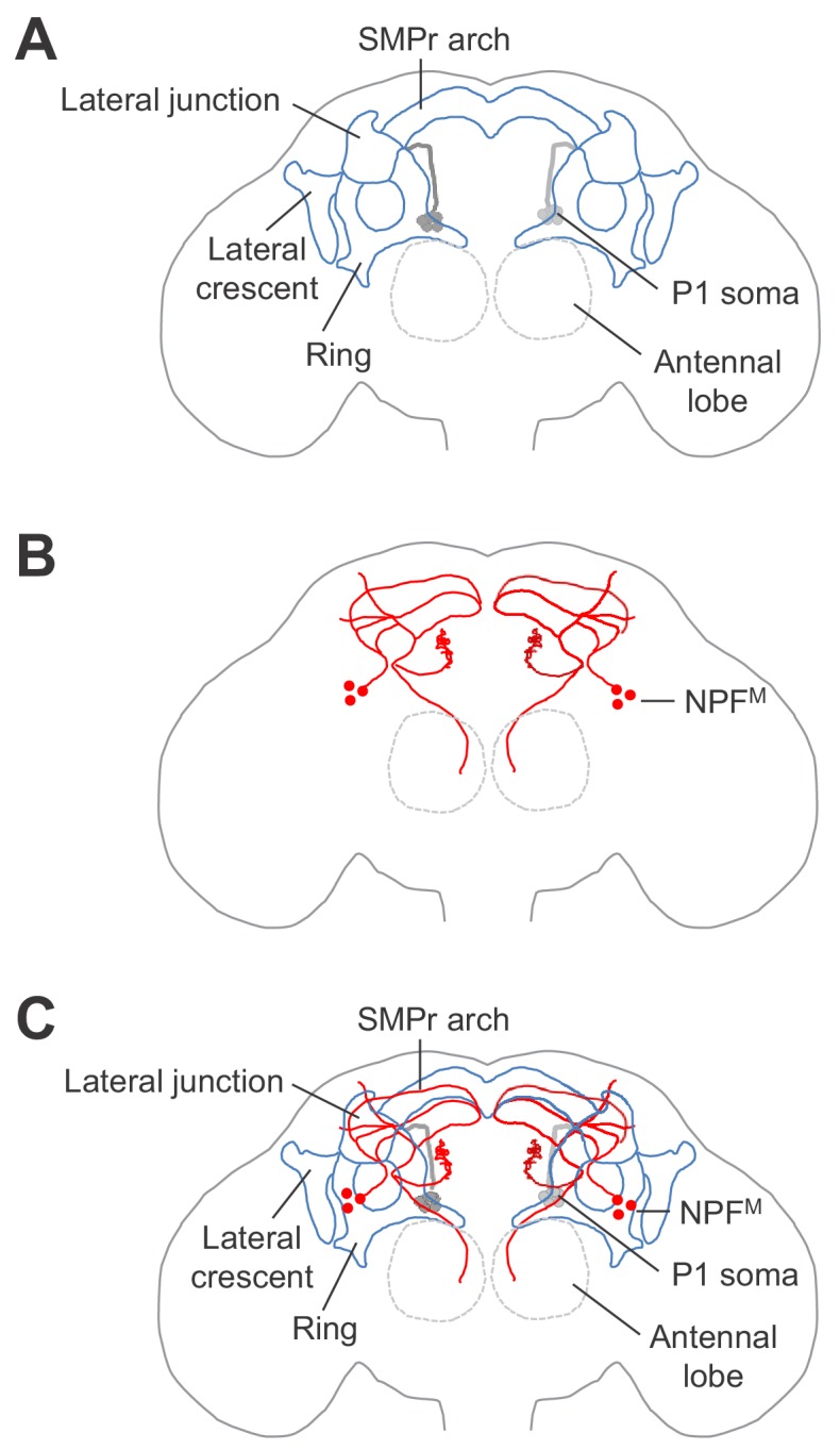 Figure 5—figure supplement 1.