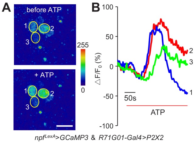 Figure 6—figure supplement 1.