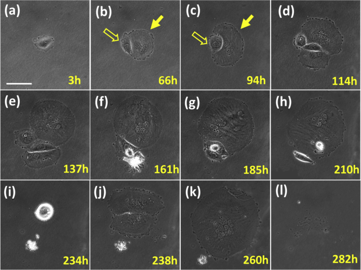 Fig. 2