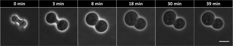 Fig. 3