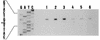 FIG. 6