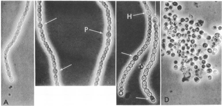 graphic file with name pnas00137-0018-a.jpg