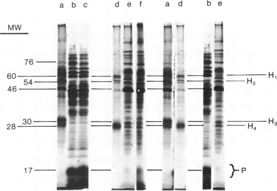 graphic file with name pnas00137-0019-a.jpg