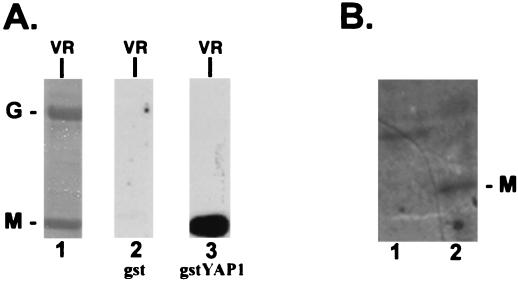 FIG. 1