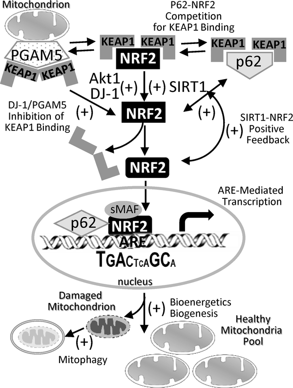 Fig 1.