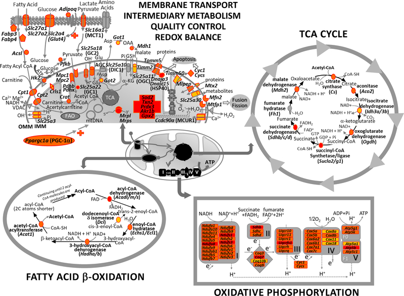 Fig 2.