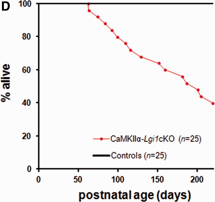 Glutamatergic neuron-targeted loss of LGI1 epilepsy gene results in ...