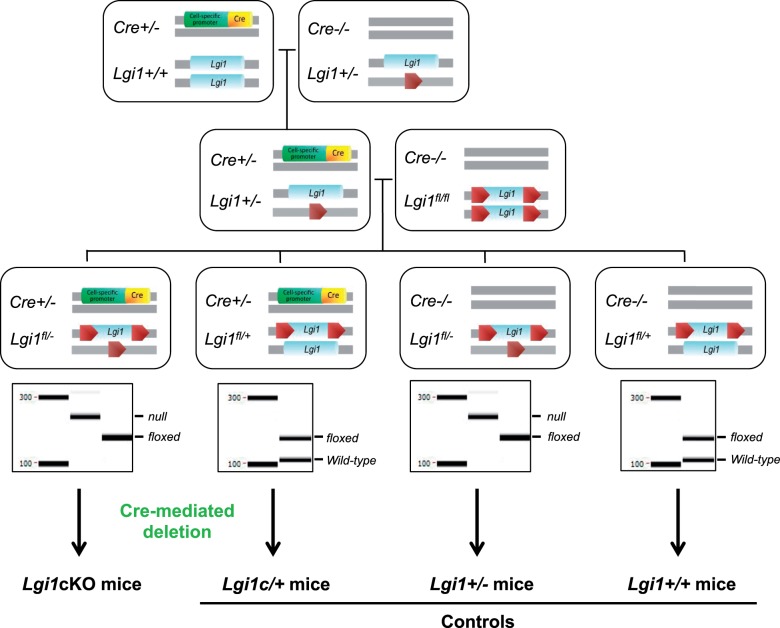 Glutamatergic neuron-targeted loss of LGI1 epilepsy gene results in ...