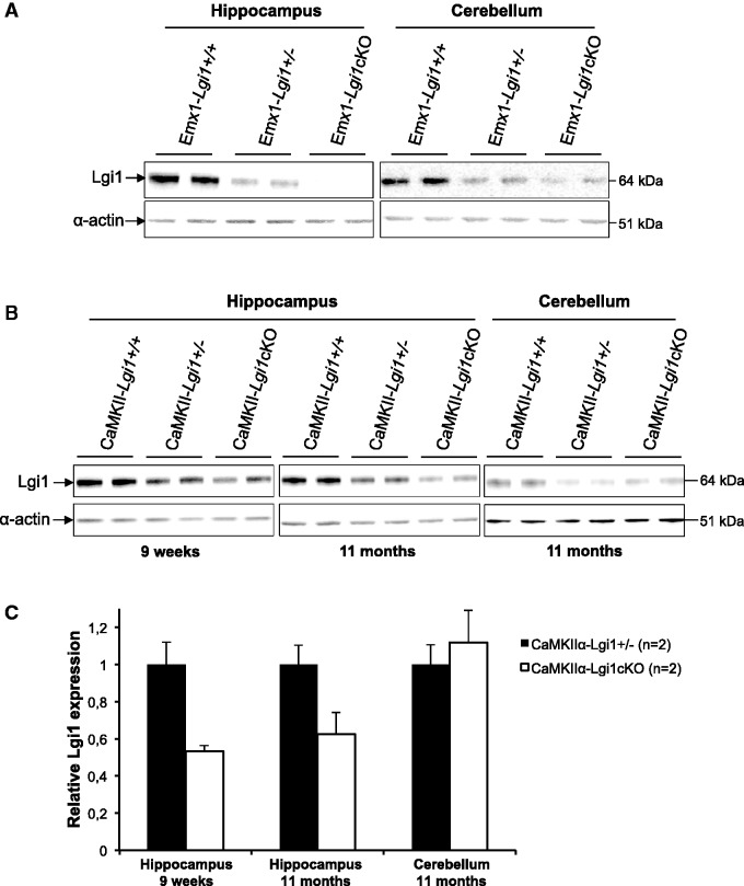 Glutamatergic neuron-targeted loss of LGI1 epilepsy gene results in ...