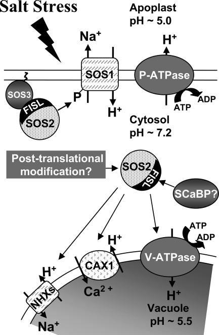 FIG. 7.