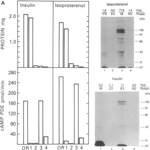 graphic file with name pnas01027-0042-a.jpg