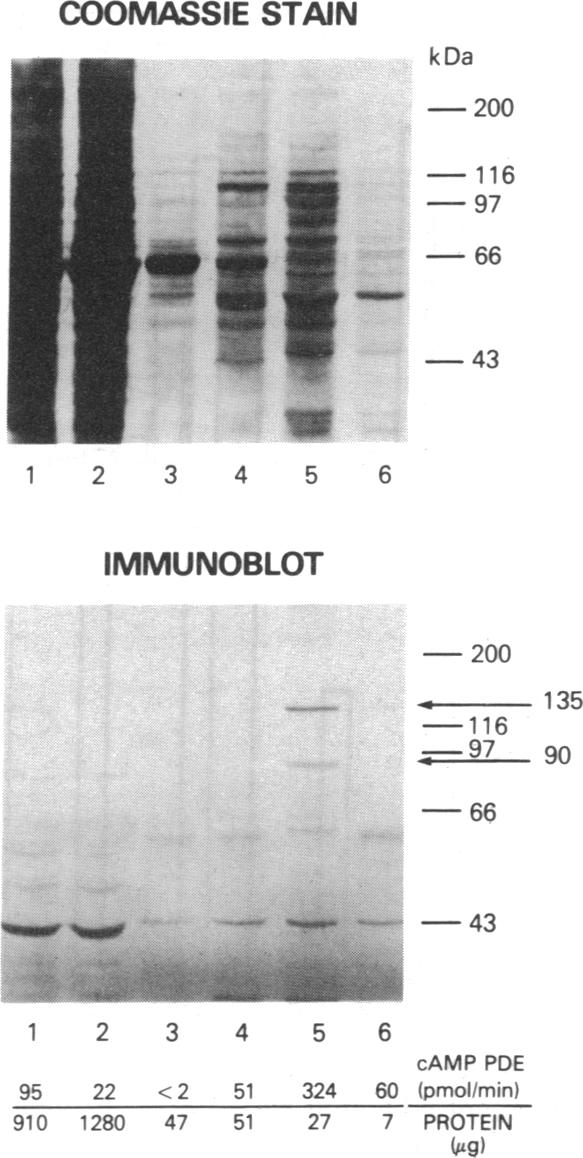 graphic file with name pnas01027-0041-b.jpg