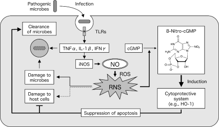 Fig. 1