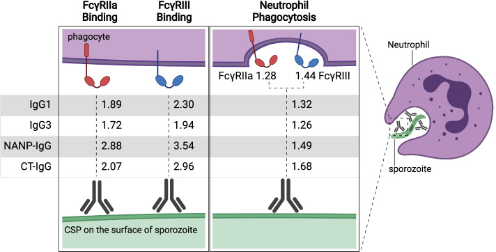 Fig. 7