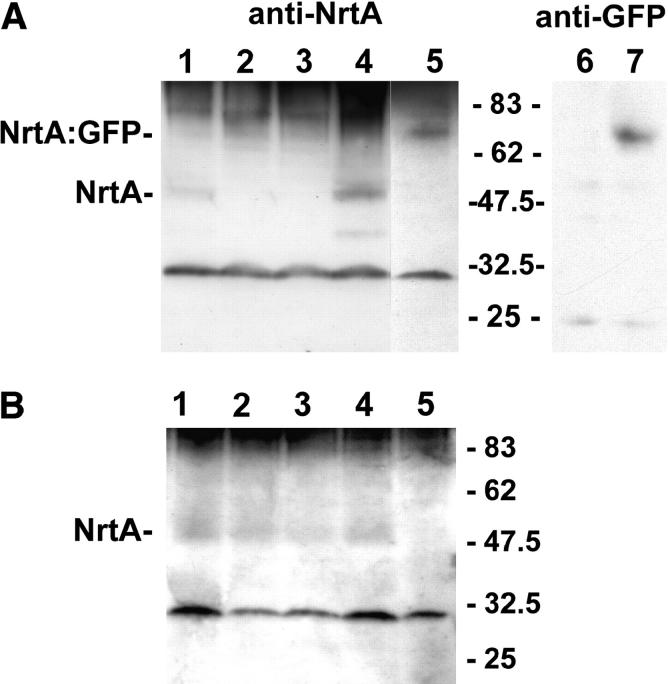 Figure 4.—