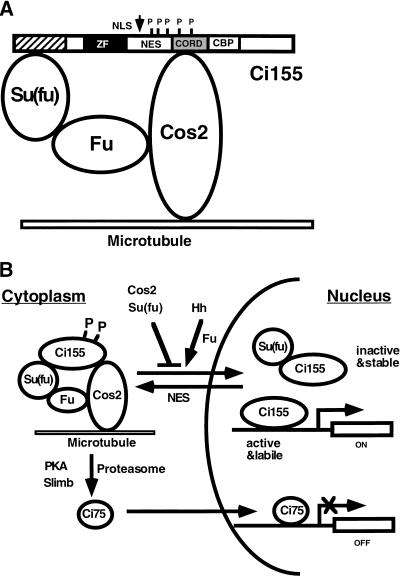 Figure 9