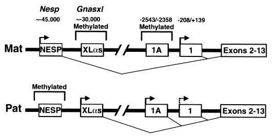 FIG. 1