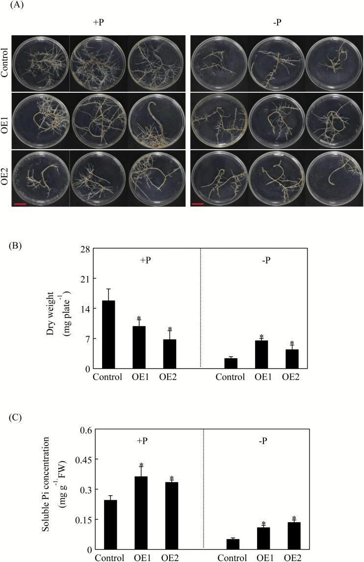 Fig. 6.