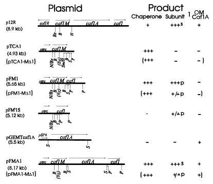 FIG. 1