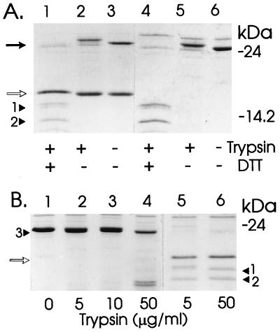 FIG. 3