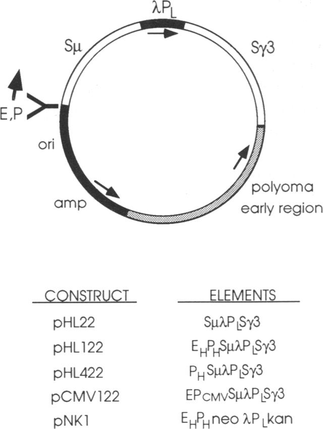 graphic file with name pnas01083-0495-a.jpg