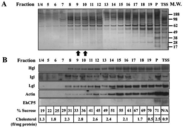 FIG. 5.