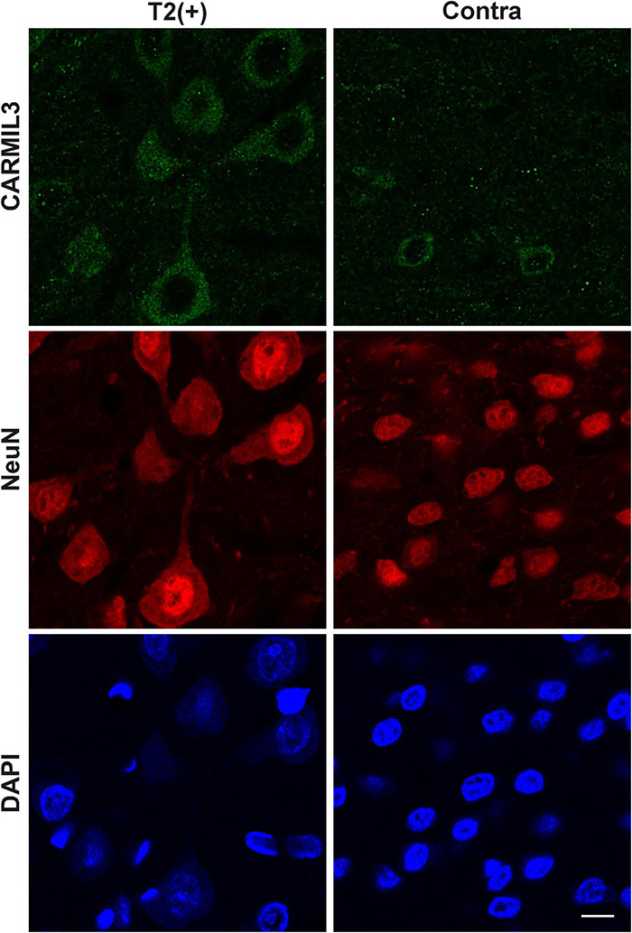 FIGURE 10