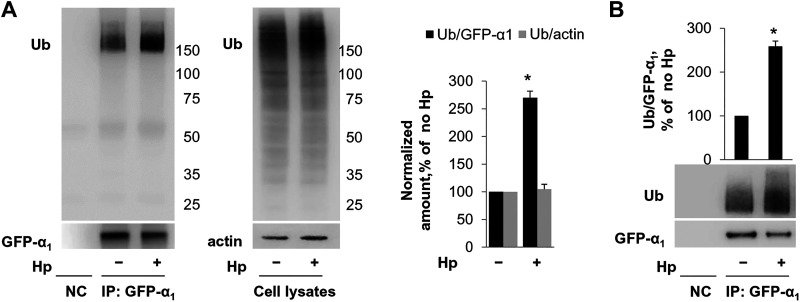 Fig. 6.