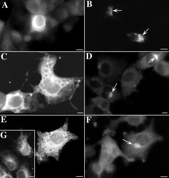 FIG. 12