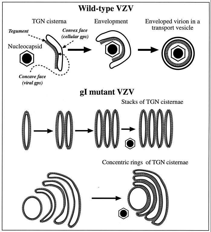 FIG. 13