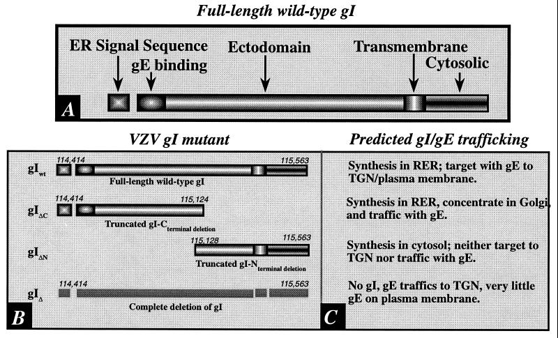 FIG. 1