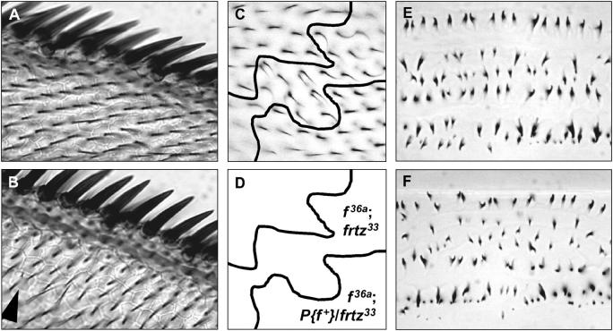 Figure 2.—