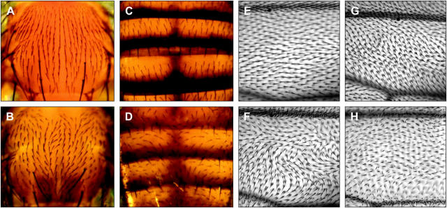 Figure 1.—