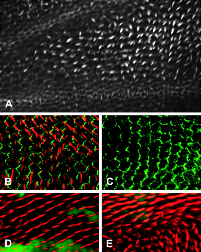 Figure 3.—