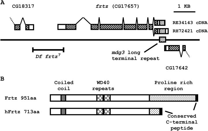 Figure 5.—