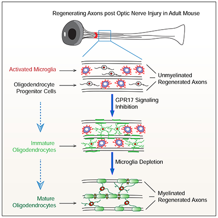 graphic file with name nihms-1640002-f0005.jpg