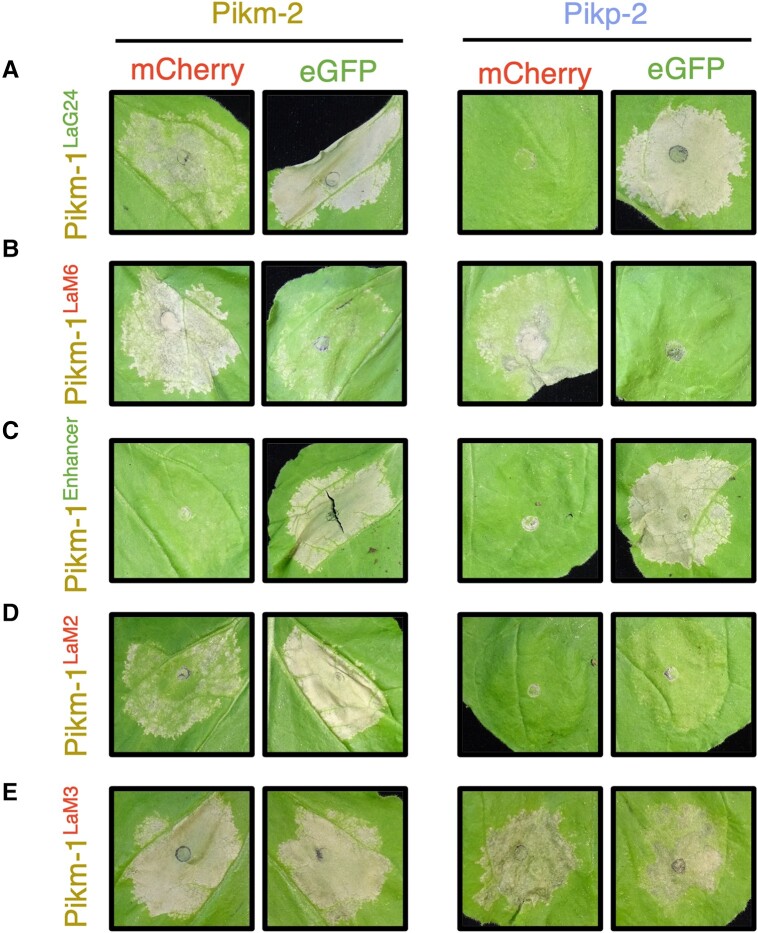 Figure 6.