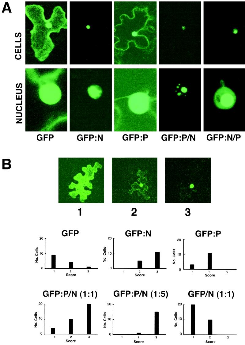 FIG. 1