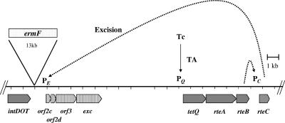 FIG. 1.