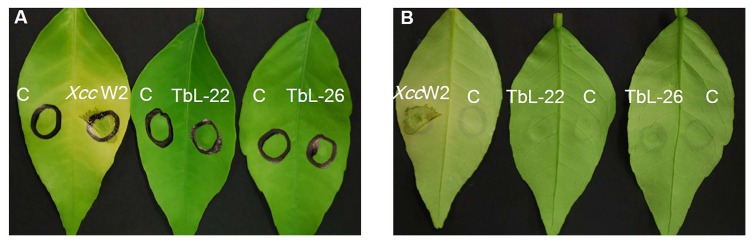 Fig. 6