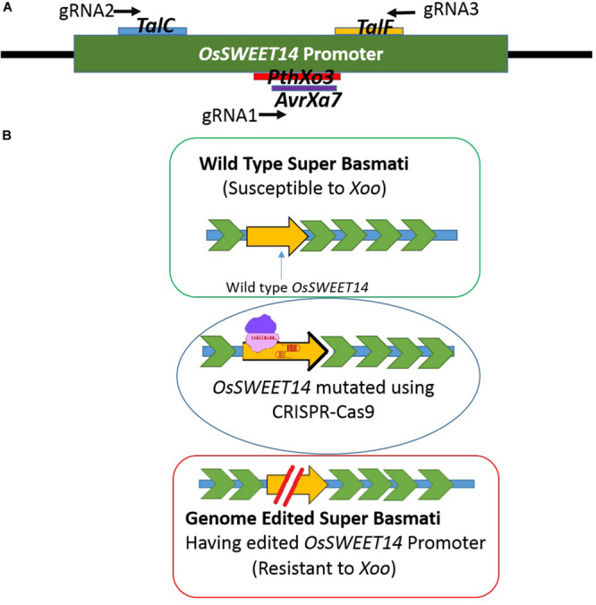 FIGURE 1