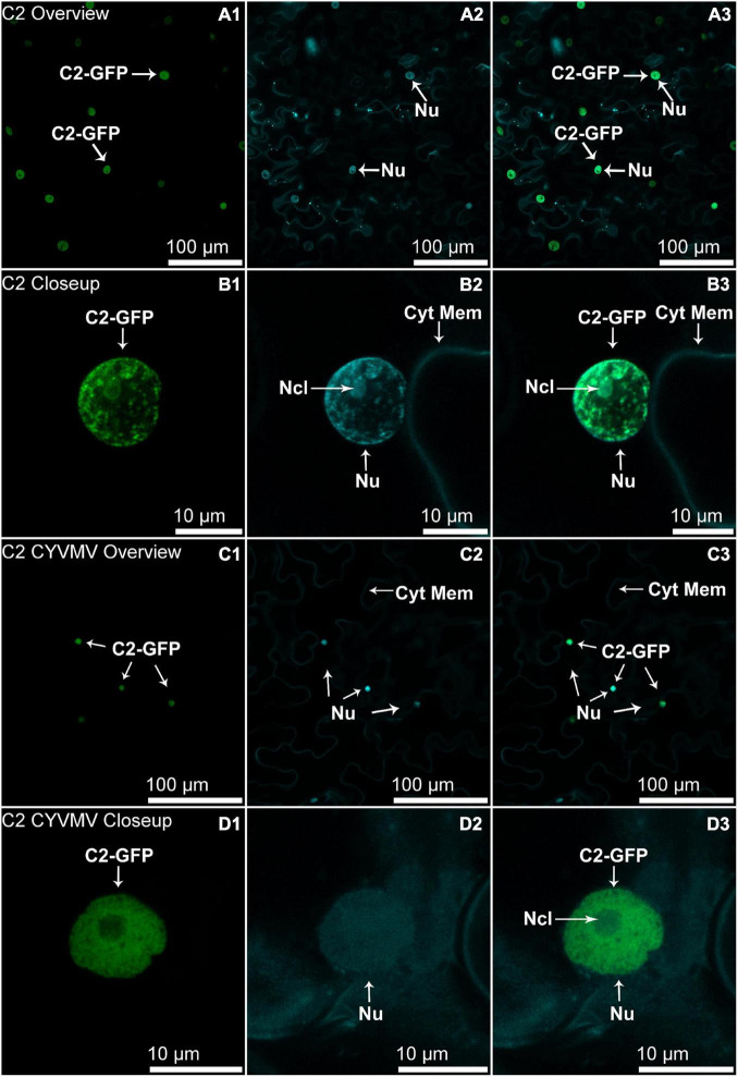 FIGURE 4