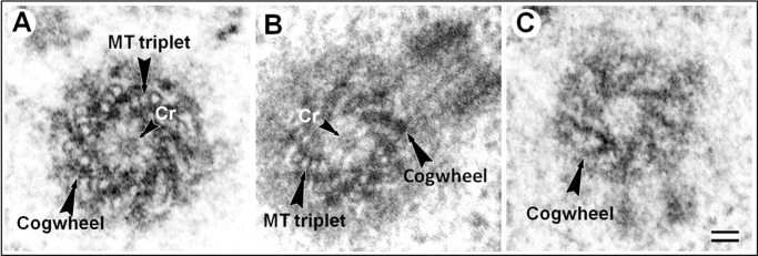 Fig. 1.