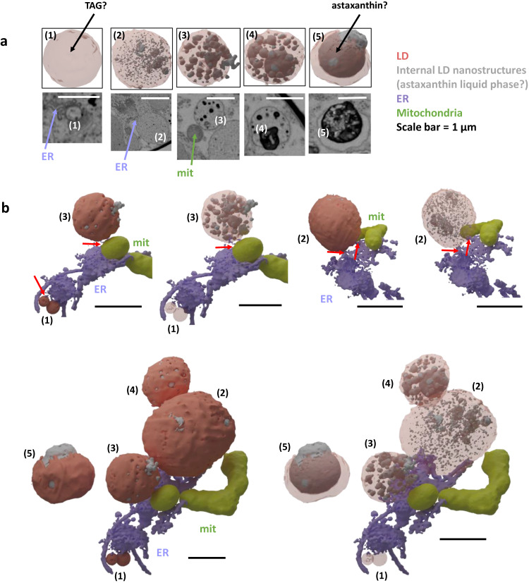 Fig. 10