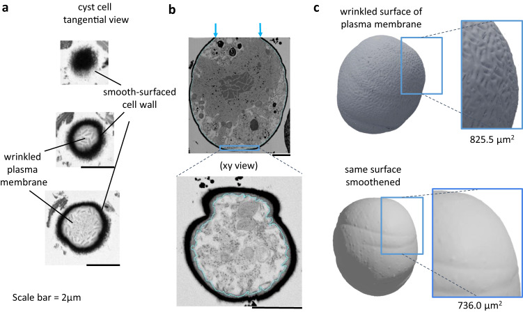 Fig. 4