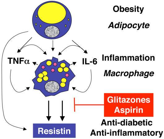 Connections between obesity and inflammation